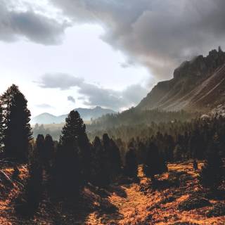 Desktop trees wallpaper