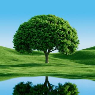 Desktop trees wallpaper