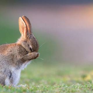 Desktop bunny wallpaper