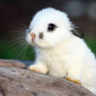 Desktop bunny wallpaper