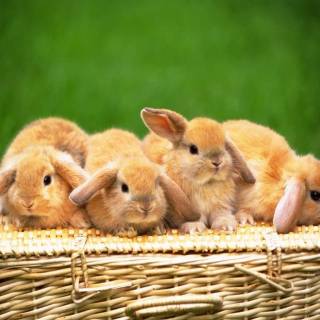 Desktop bunny wallpaper