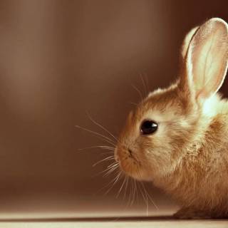 Desktop bunny wallpaper