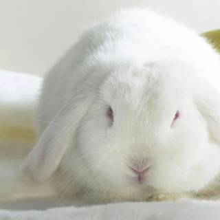 Desktop bunny wallpaper