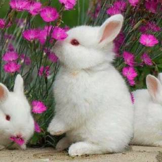 Desktop bunny wallpaper