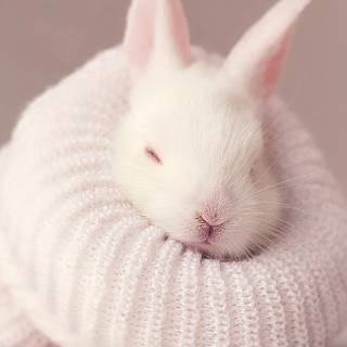 Desktop bunny wallpaper