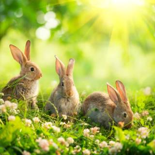 Desktop bunny wallpaper
