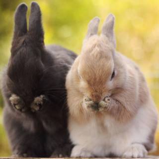 Desktop bunny wallpaper