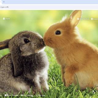 Desktop bunny wallpaper