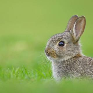 Desktop bunny wallpaper