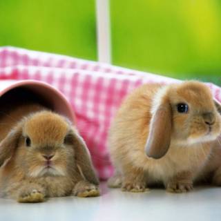 Desktop bunny wallpaper