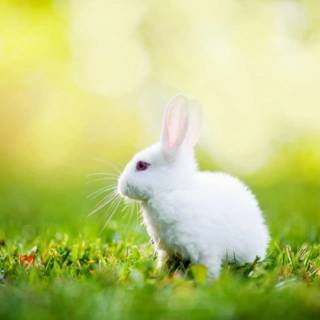 Desktop bunny wallpaper