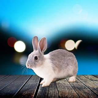 Desktop bunny wallpaper