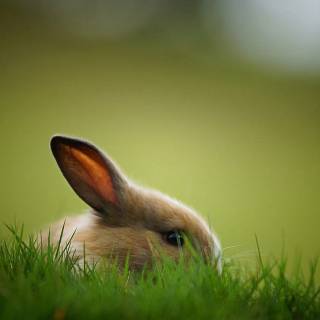 Desktop bunny wallpaper