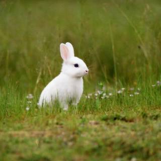 Desktop bunny wallpaper