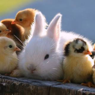 Desktop bunny wallpaper