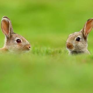 Desktop bunny wallpaper