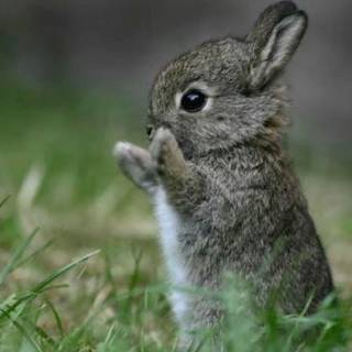 Desktop bunny wallpaper