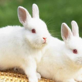 Desktop bunny wallpaper