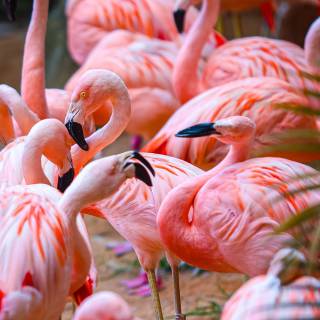 Flamingo mobile wallpaper