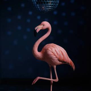 Flamingo mobile wallpaper