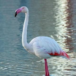 Flamingo mobile wallpaper