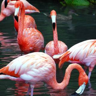 Flamingo mobile wallpaper