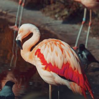Flamingo mobile wallpaper