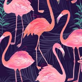 Flamingo mobile wallpaper
