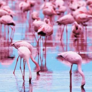 Flamingo mobile wallpaper