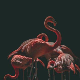Flamingo mobile wallpaper