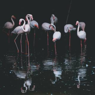 Flamingo mobile wallpaper