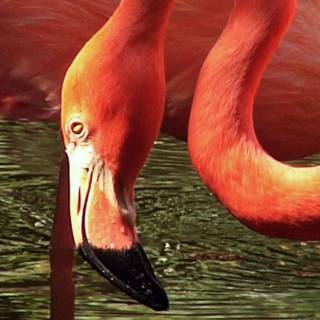 Flamingo mobile wallpaper