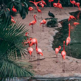 Flamingo mobile wallpaper