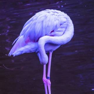 Flamingo mobile wallpaper
