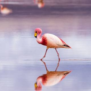 Flamingo mobile wallpaper