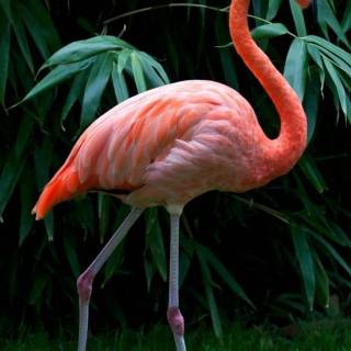 Flamingo mobile wallpaper
