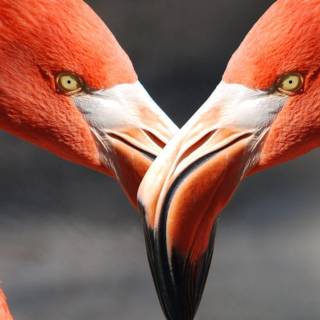 Flamingo mobile wallpaper
