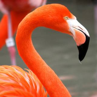 Flamingo mobile wallpaper