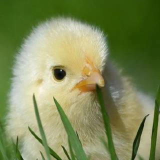 Cute animals mobile wallpaper