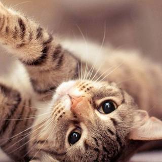 Cute animals mobile wallpaper