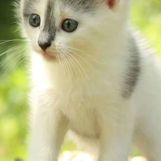 Cute animals mobile wallpaper