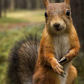Cute animals mobile wallpaper