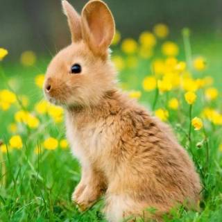 Cute animals mobile wallpaper