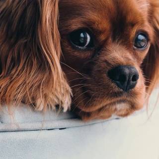 Cute animals mobile wallpaper