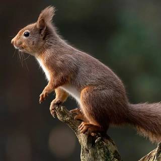 Cute animals mobile wallpaper