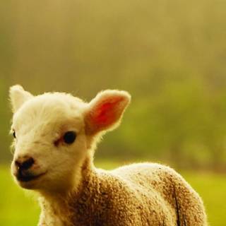 Cute animals mobile wallpaper