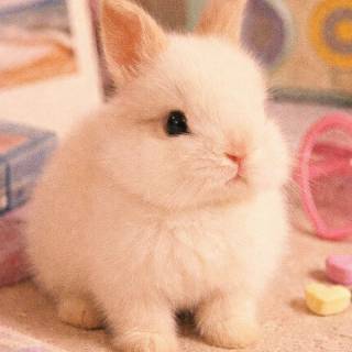 Cute animals mobile wallpaper