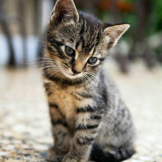 Cute animals mobile wallpaper