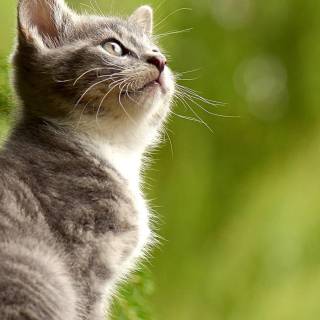 Cute animals mobile wallpaper