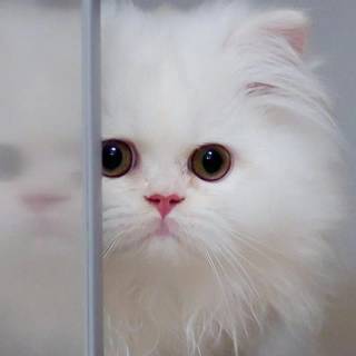 Cute animals mobile wallpaper